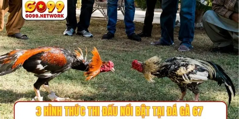 3 hình thức thi đấu nổi bật tại đá gà 67