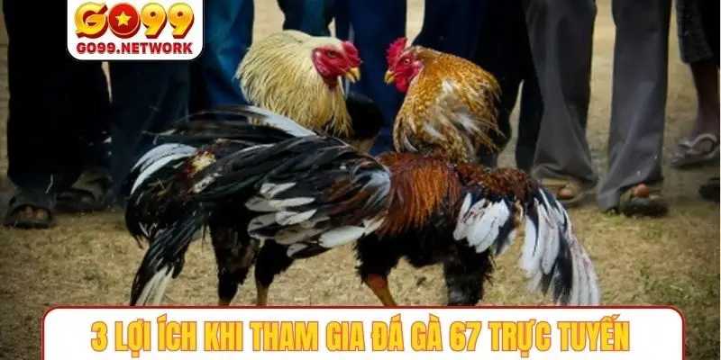 3 lợi ích khi tham gia đá gà 67 trực tuyến