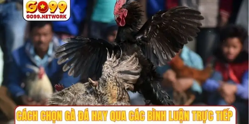 Cách chọn gà đá hay qua các bình luận trực tiếp
