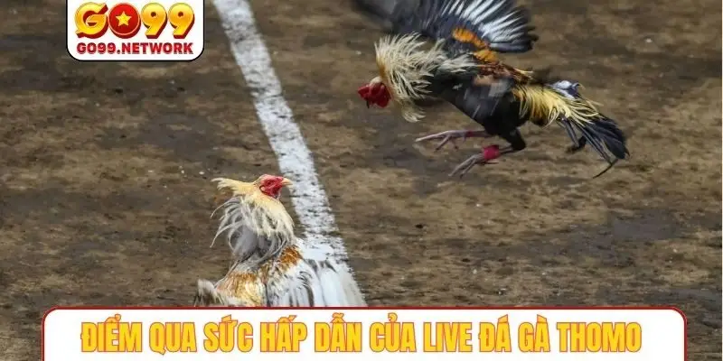 Điểm qua sức hấp dẫn của live đá gà thomo