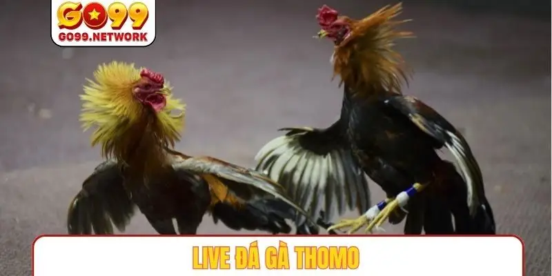 Live Đá Gà Thomo