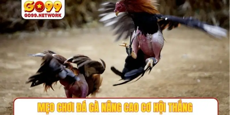 Mẹo chơi đá gà nâng cao cơ hội thắng