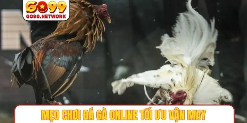 Mẹo chơi đá gà online tối ưu vận may